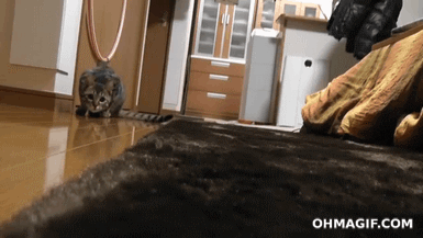 Dünya'yı Ele Geçirmeye Çalışan 11 Kedi 10